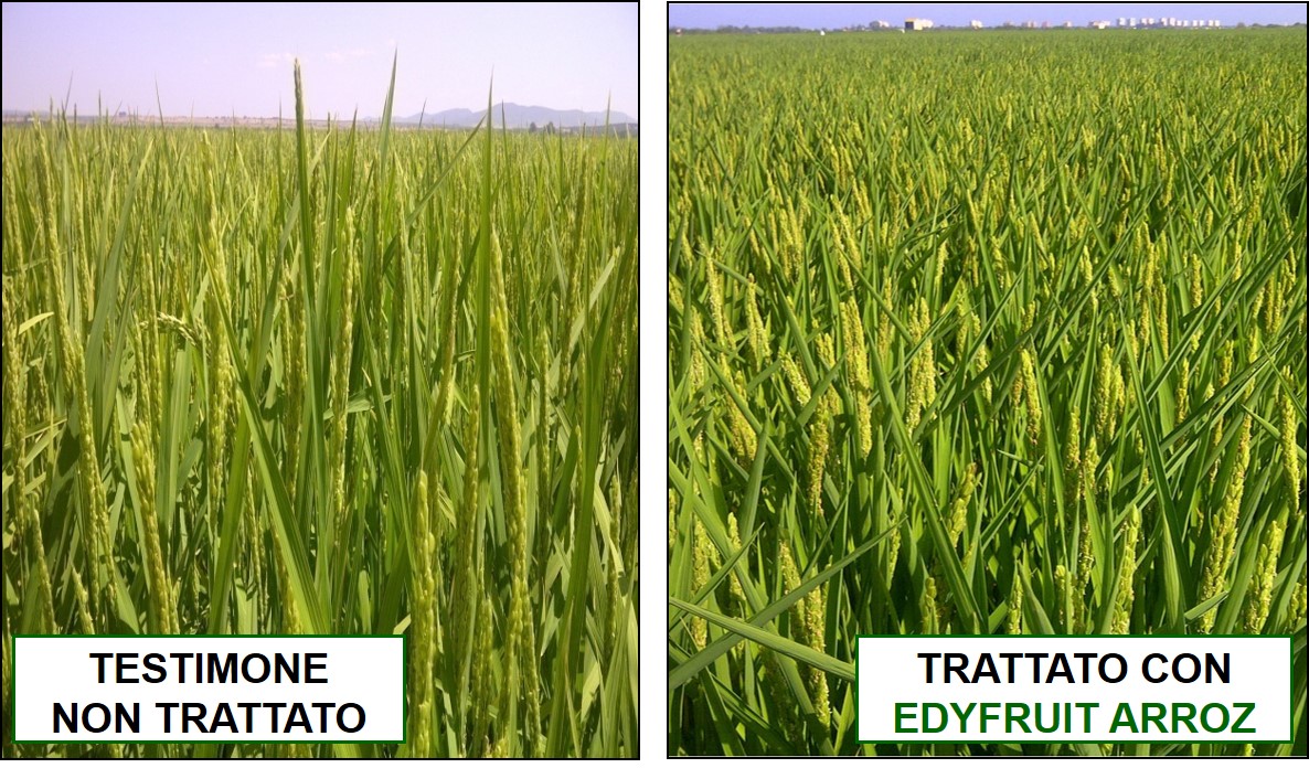 Miglioramenti nelle piante di riso trattate con EDYFRUIT ARROZ conformto a testimone